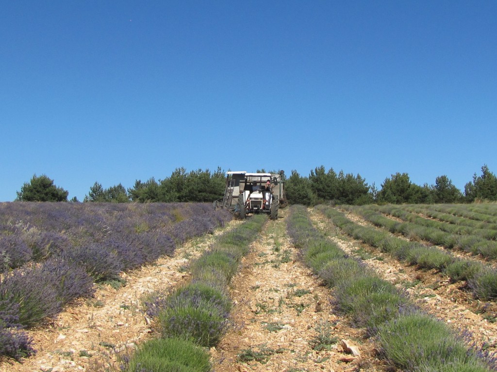 Eric farming his lavender