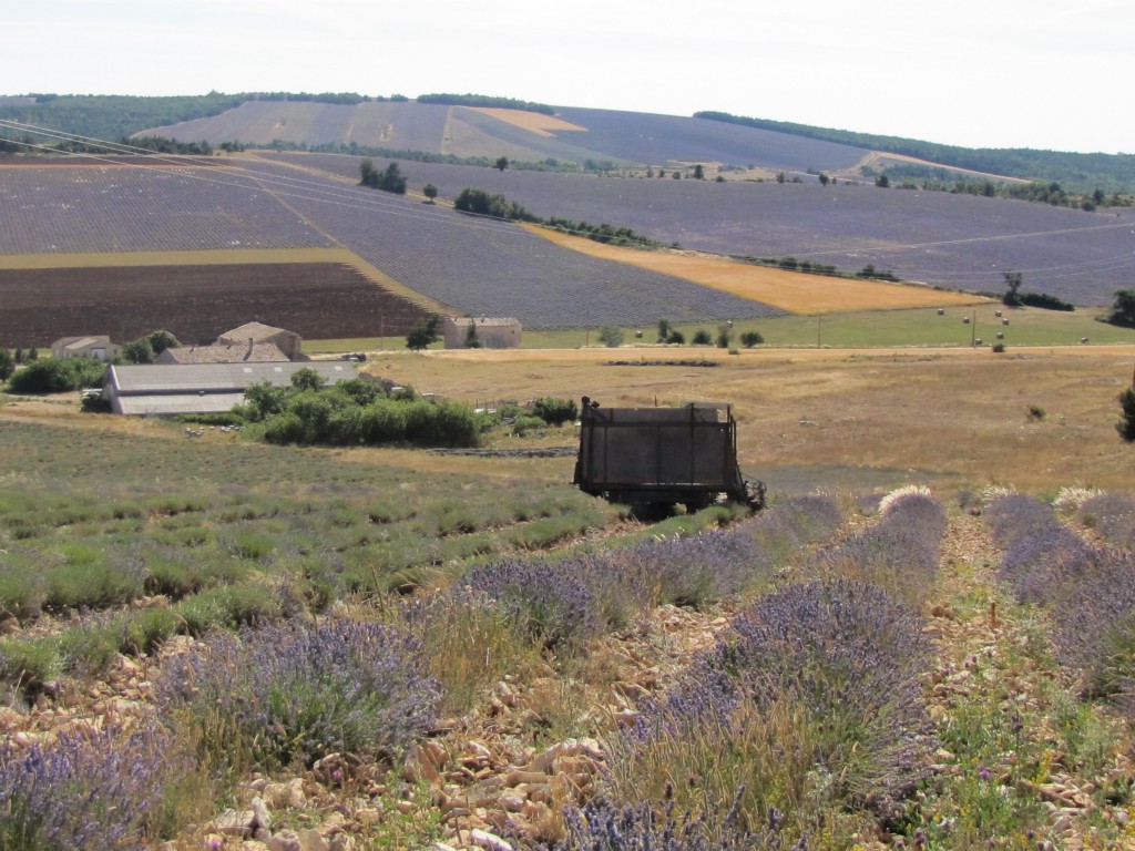 Here in the Highest mountains of Provence, you can see the most pristine lavender. A Pure Angustifolia that has been untouched by hybrids or GMO's. 20km North of Simiane du Rotande, Eric's place, a gem that is unknown to tourists. They don't see many French people either. It is so quiet up on this mountain top, that the "Mistral" sings its windy song as you hike up these tall grades of the mountain lavender.