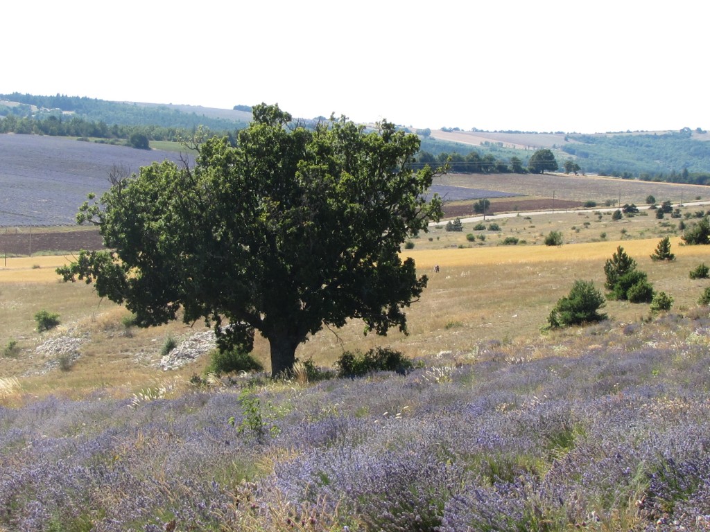 Another view of Eric's mountain lavender with a quiet oak tree in the rocky soil.