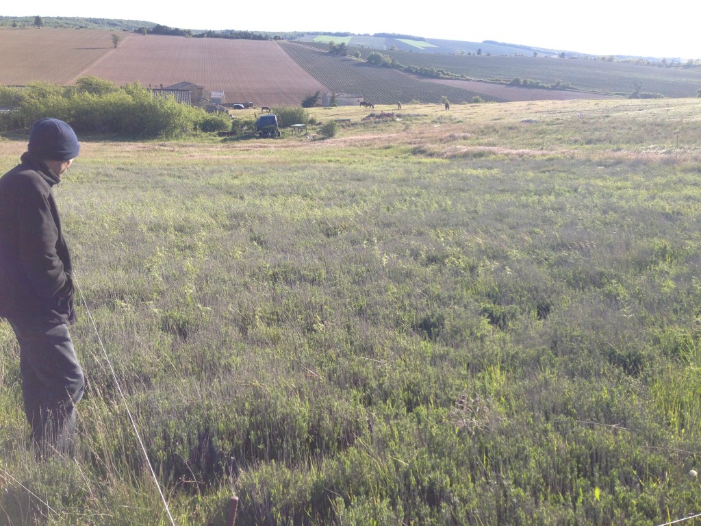 Here - the spring lavender is just starting to bud - Eric looks to his donkeys, his Spelt wheat, and the forever fields of lavender that he must tend to for the harvest at summer's end.