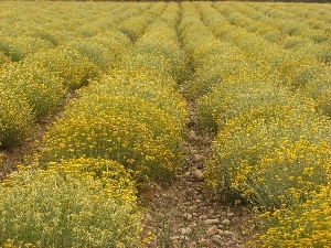 Cultivated Helichrysum. Our friends at Essences Naturelles Corses - Corsica, France.