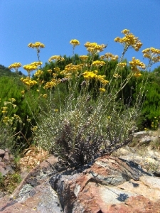 Wild Corsican Helichrysum Italicum, serotinum growing near the Mediterranean sea - Corsica, France