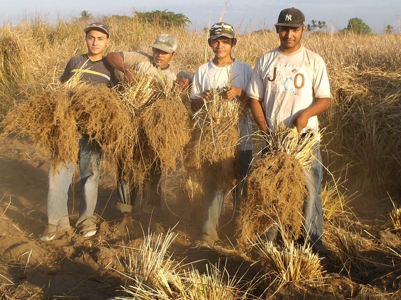 That is a lot of time to wait to make some vetiver oil! YIELD: It takes 150kg of vetiver root to produce 1kg of oil!