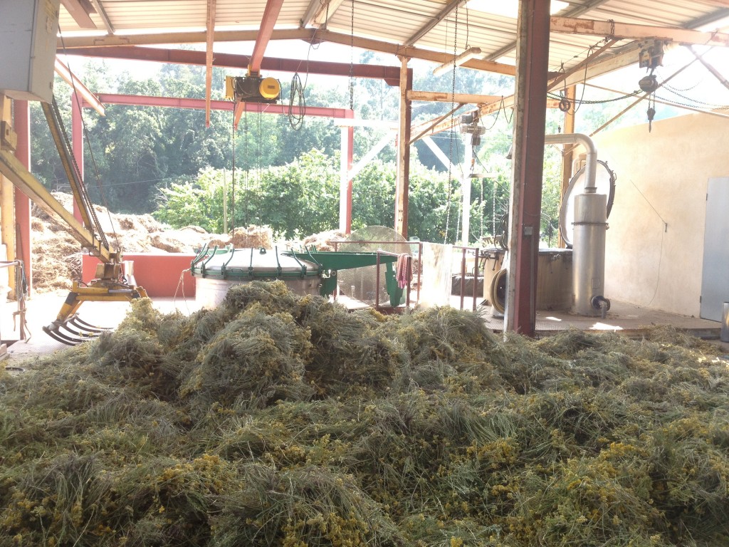 Helichrysum fresh - harvested at 5am for critical bloom.  Distilled for 1.5 hour to capture peak constituents. Distillation unit shown in the background.