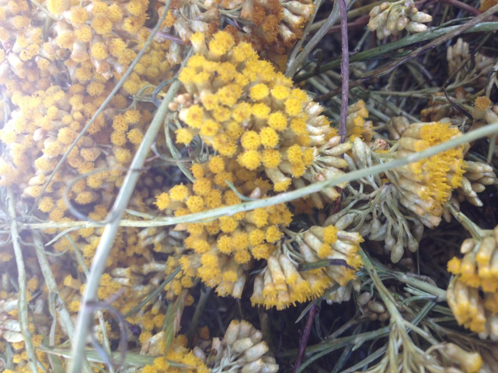 A Helichrysum close up!