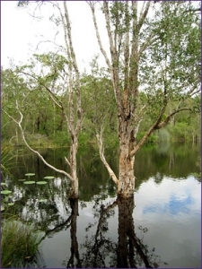 oils_teatree_river2